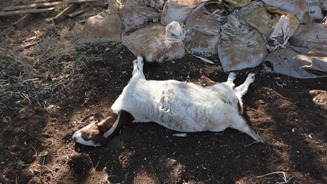 Goat Died